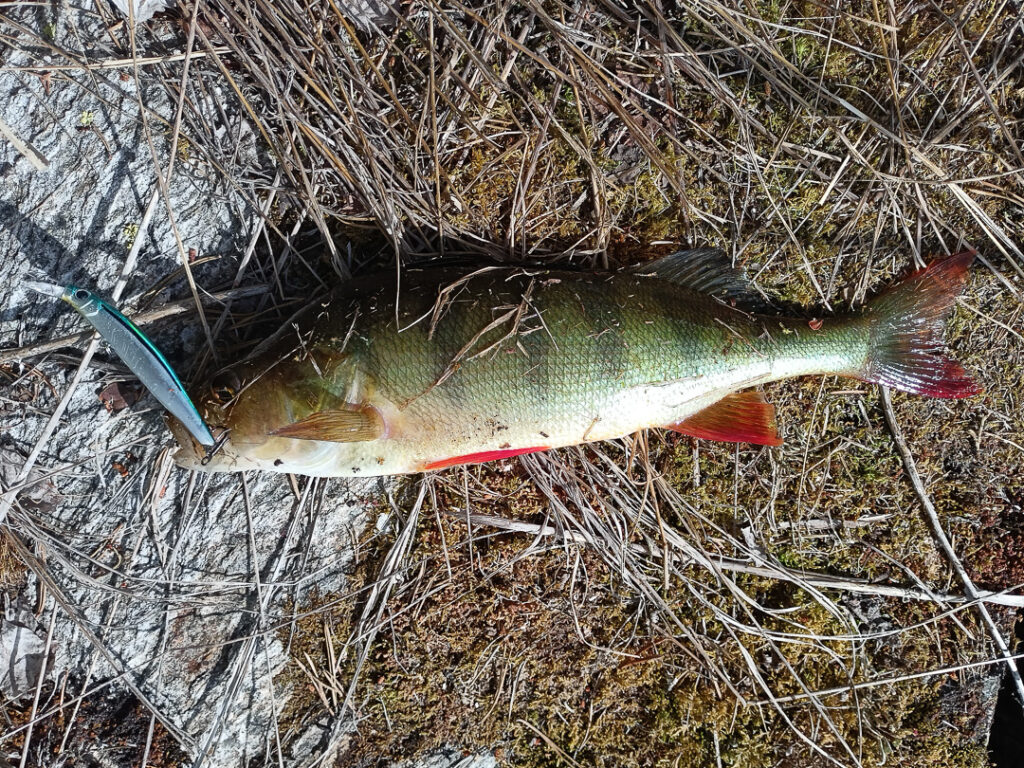 Perche pêchée en lac en Norvège